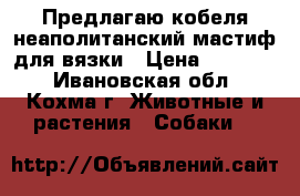 Предлагаю кобеля неаполитанский мастиф для вязки › Цена ­ 15 000 - Ивановская обл., Кохма г. Животные и растения » Собаки   